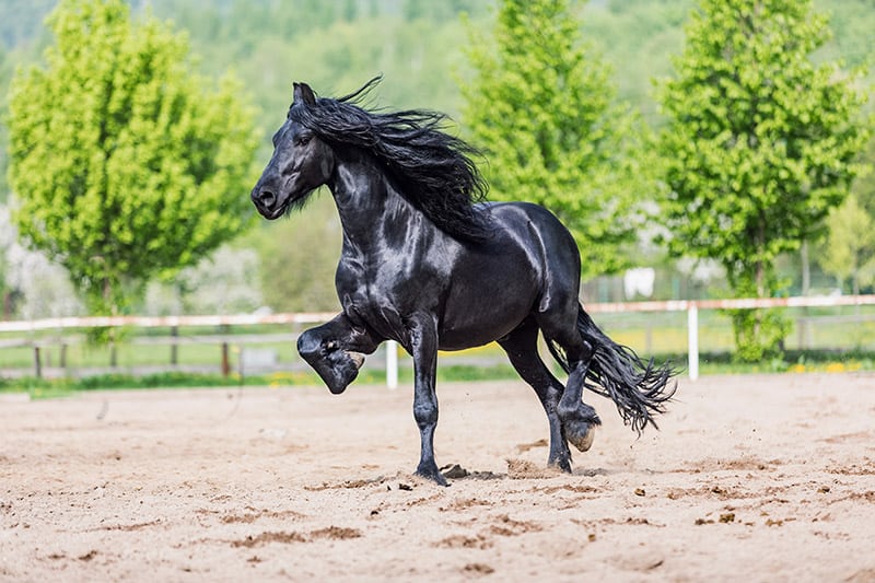 what two breeds make a shire horse